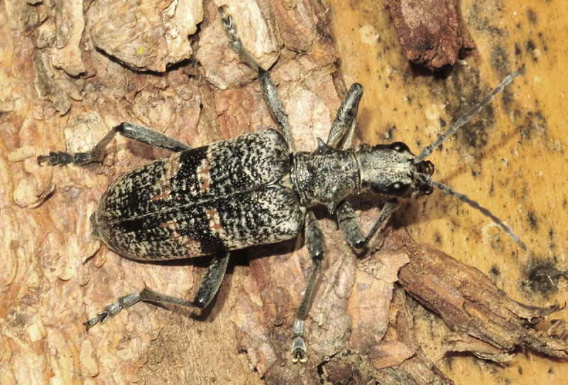 Cerambycidae dalla Croazia:  Rhagium (Megarhagium) mordax e Rhagium inquisitor